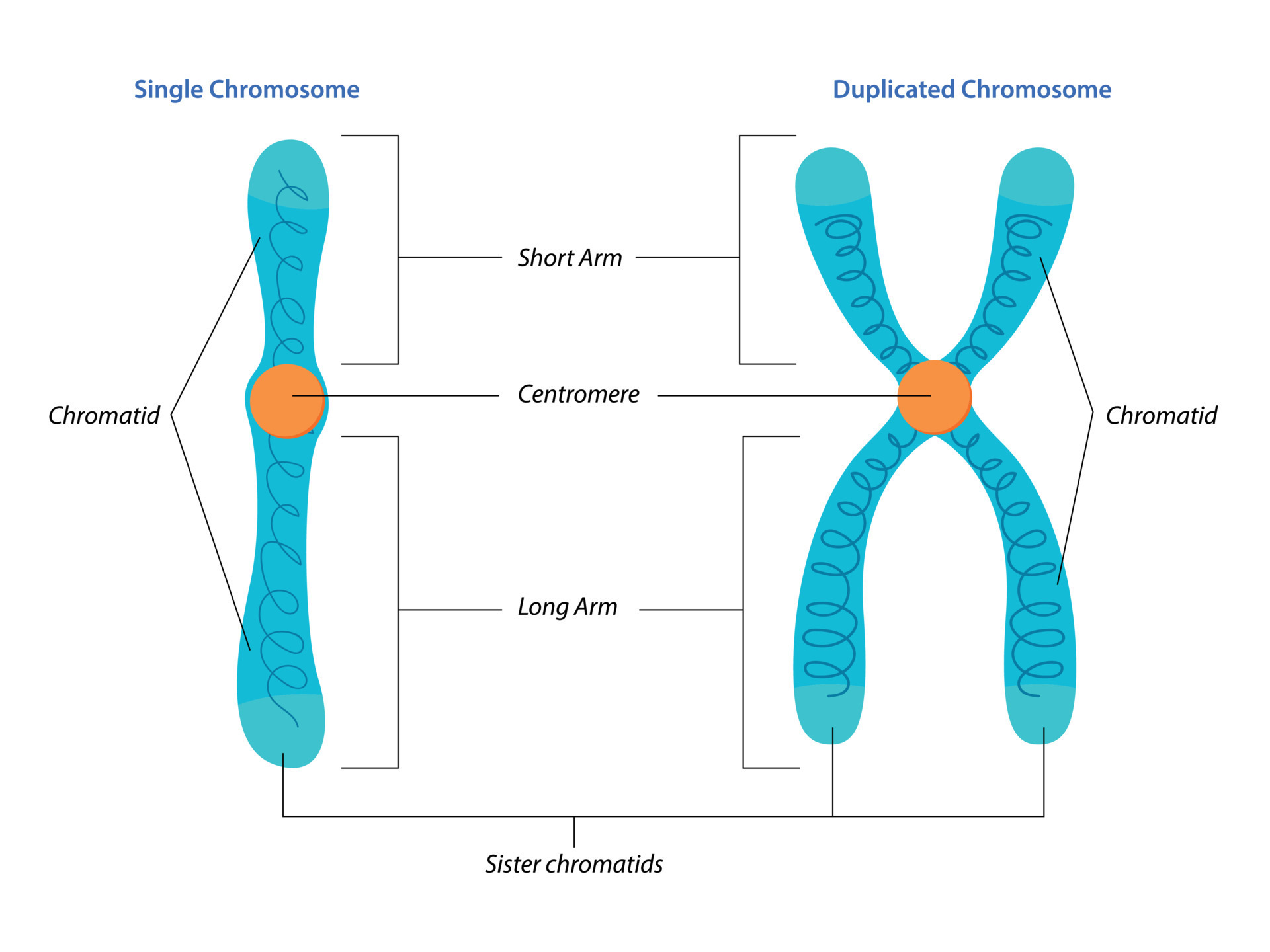 Chromosome Duplication