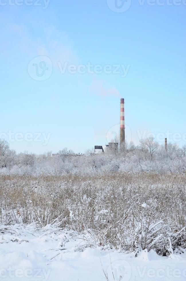 The industrial plant is located behind the swampy terrain, covered with snow. Large field of yellow bulrushes photo