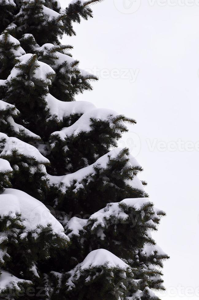 Branches of spruce photo