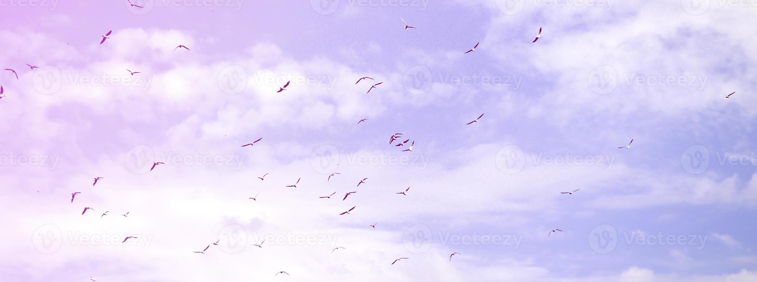 A lot of white gulls fly in the cloudy blue sky photo