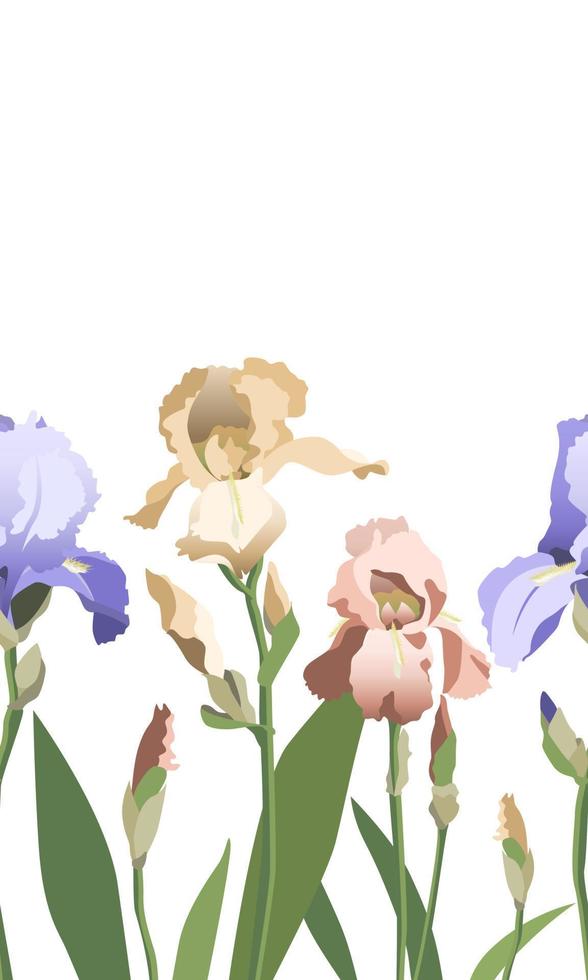 Seamless background with blue, yellow and purple iris flowers on white vector