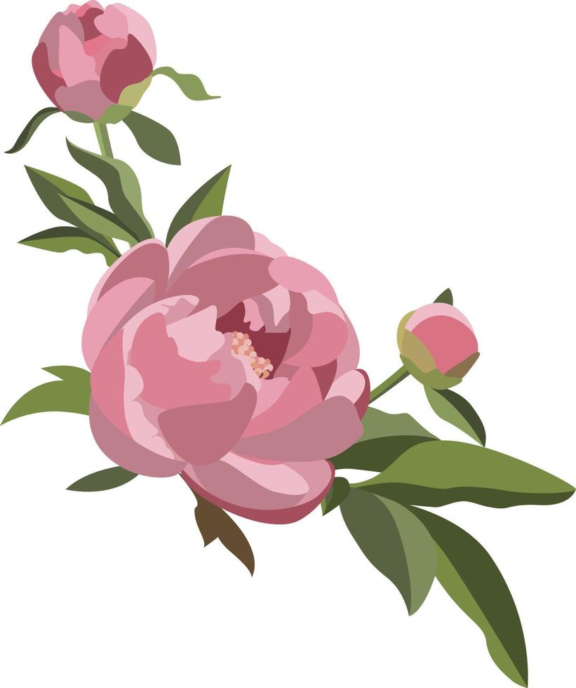 composición floral de peonía, tres flores rosas con vegetación. vector