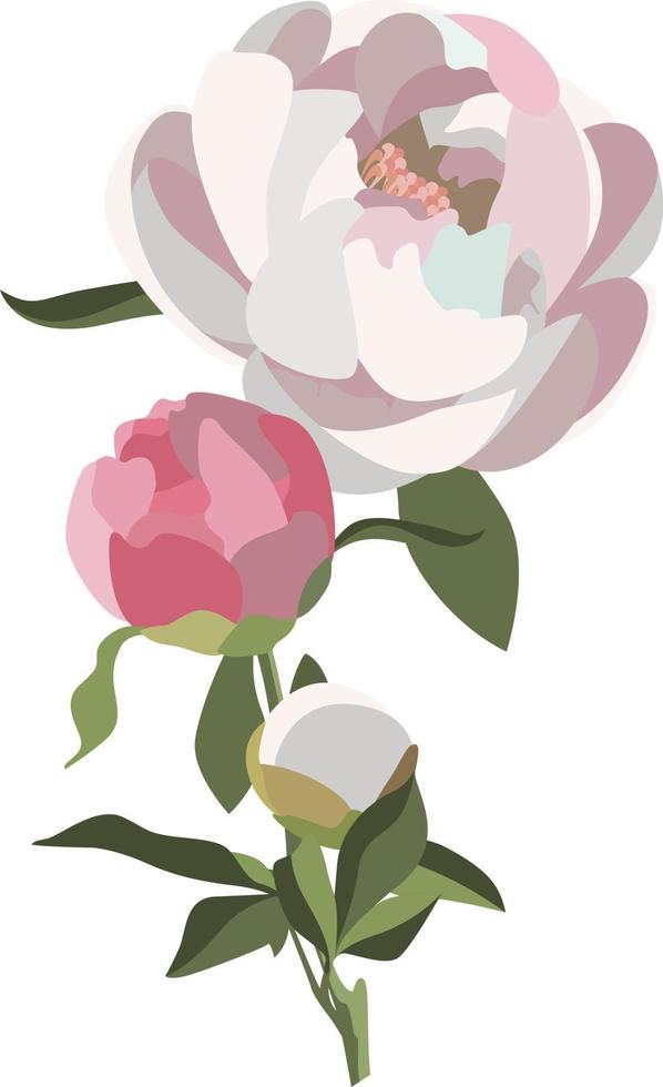 composición floral de peonía, tres flores blancas y rosas con vegetación. vector
