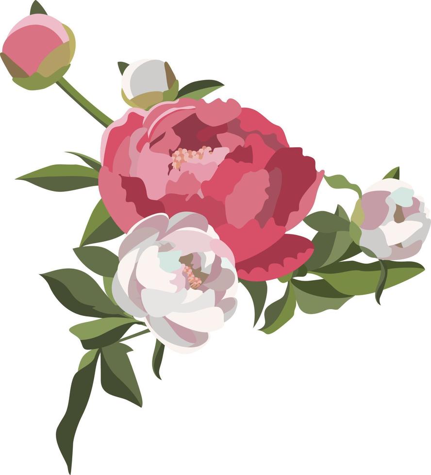 Peony floral composition, five white and pink flowers with greenery. vector