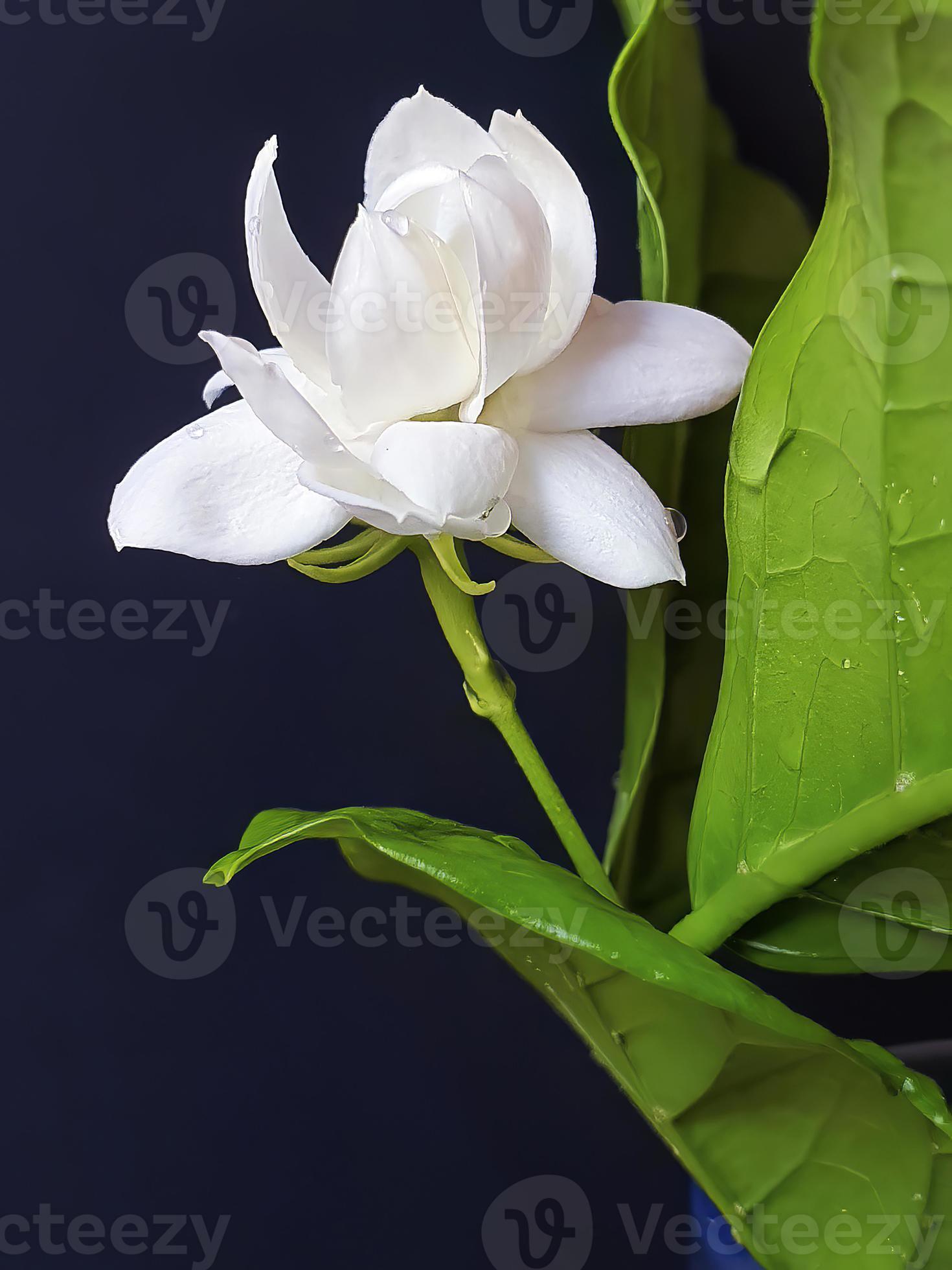 Close up of White jasmine, Jasminum sambac or Arabian jasmine, Grand Duke  of Tuscany, beautiful white flower and green leaves, aroma 12332059 Stock  Photo at Vecteezy
