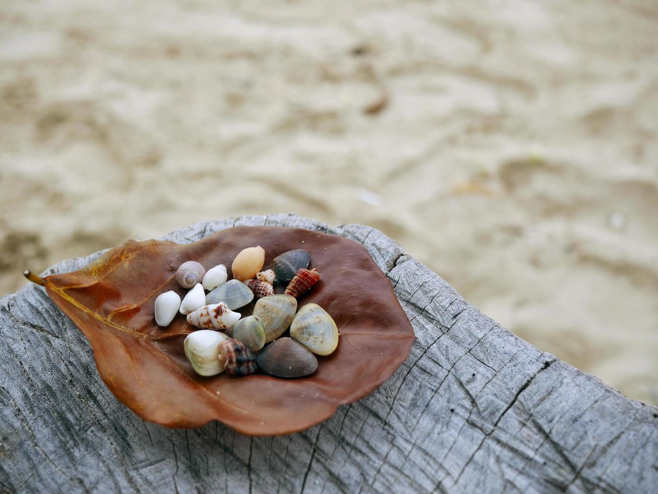 A brown dry leave with assortment of small seashells on a stump, blurry sand beach background, copy space photo
