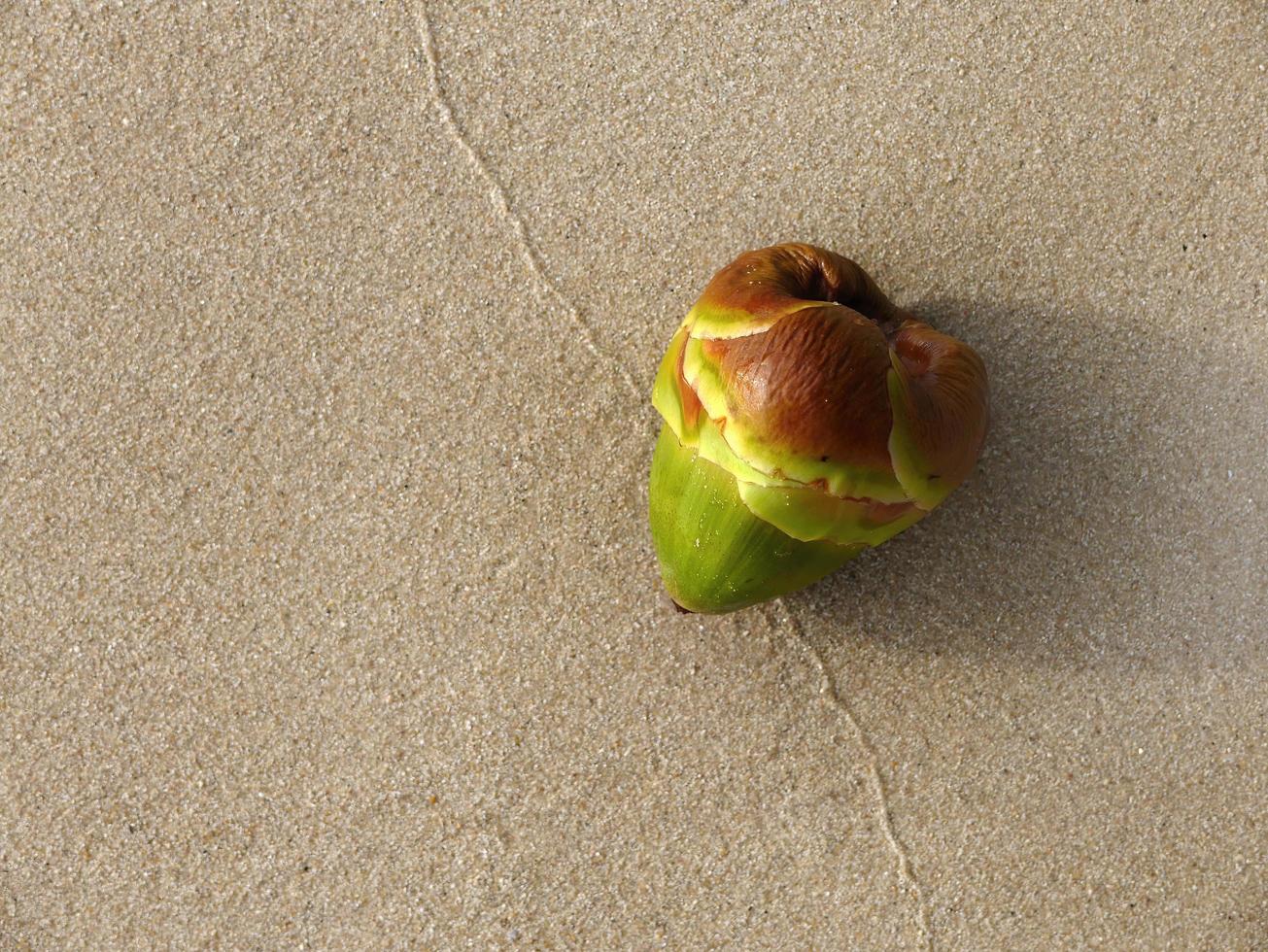 Close up top view of Young green palm fruit on the sand beach, For background with copy space. photo