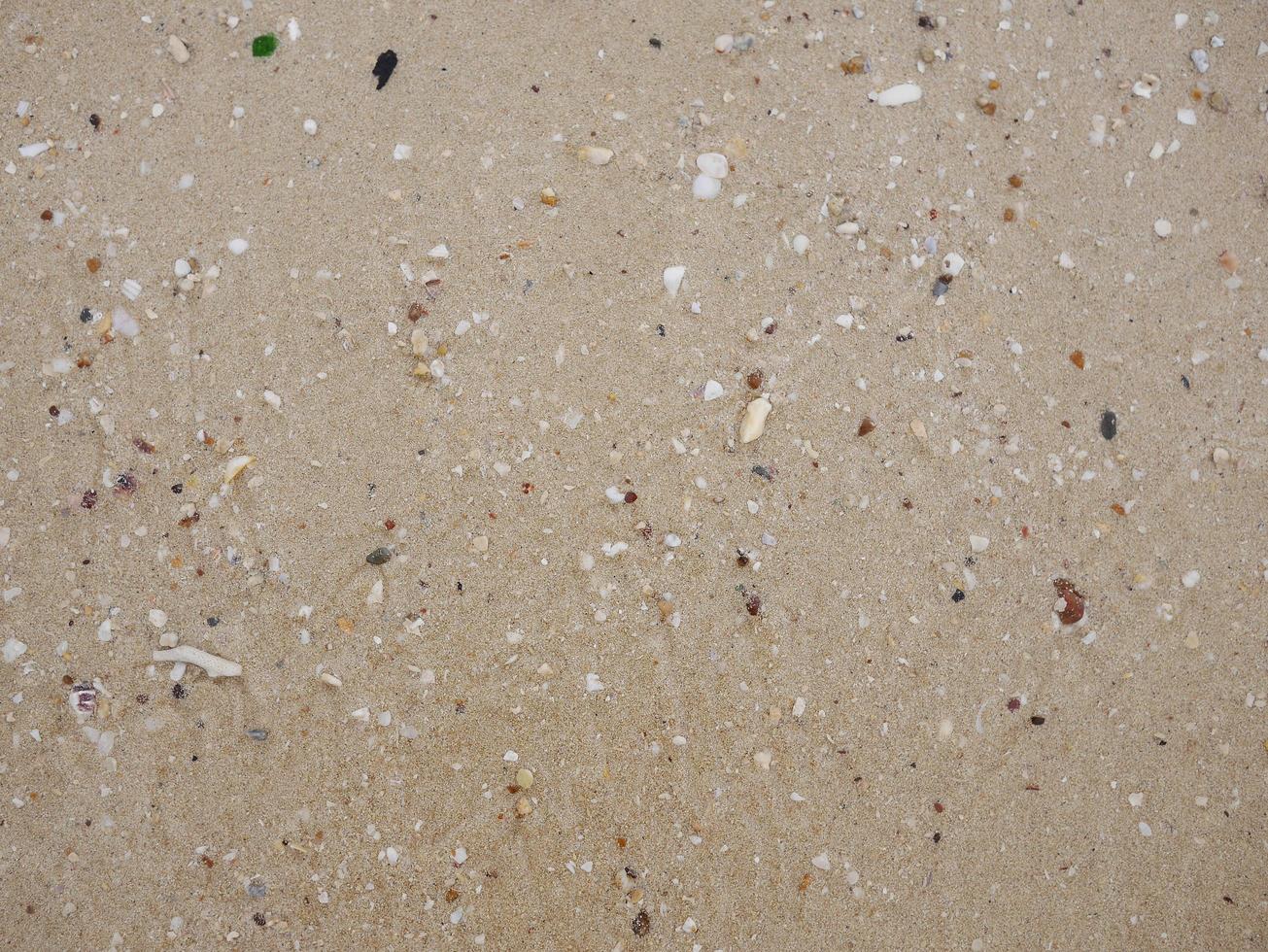 Close up Top view of seashells on the sand beach with copy space, Nature Background, Wallpaper, Summer photo