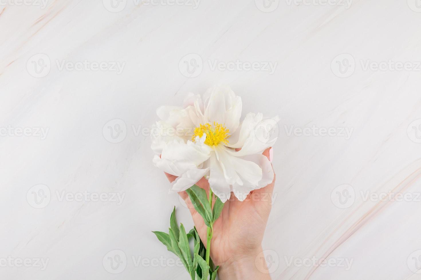 flores de peonía blanca sobre fondo de mármol foto