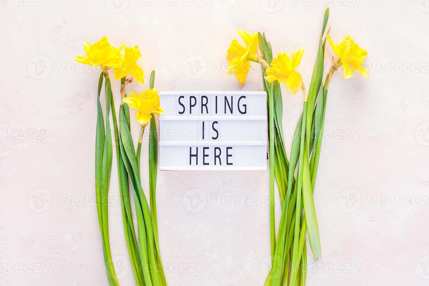 Yellow daffodils spring flowers on pink background photo