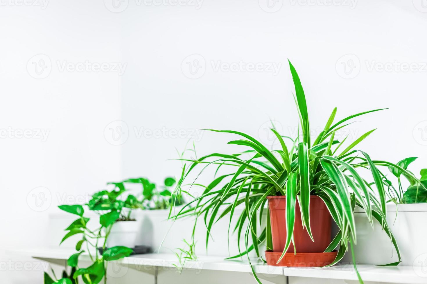 decoración del hogar de plantas verdes sobre fondo blanco foto