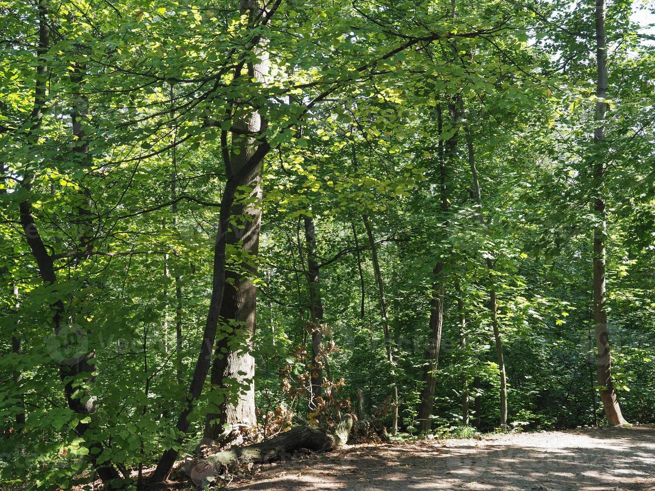 Wilson forest in Brno photo