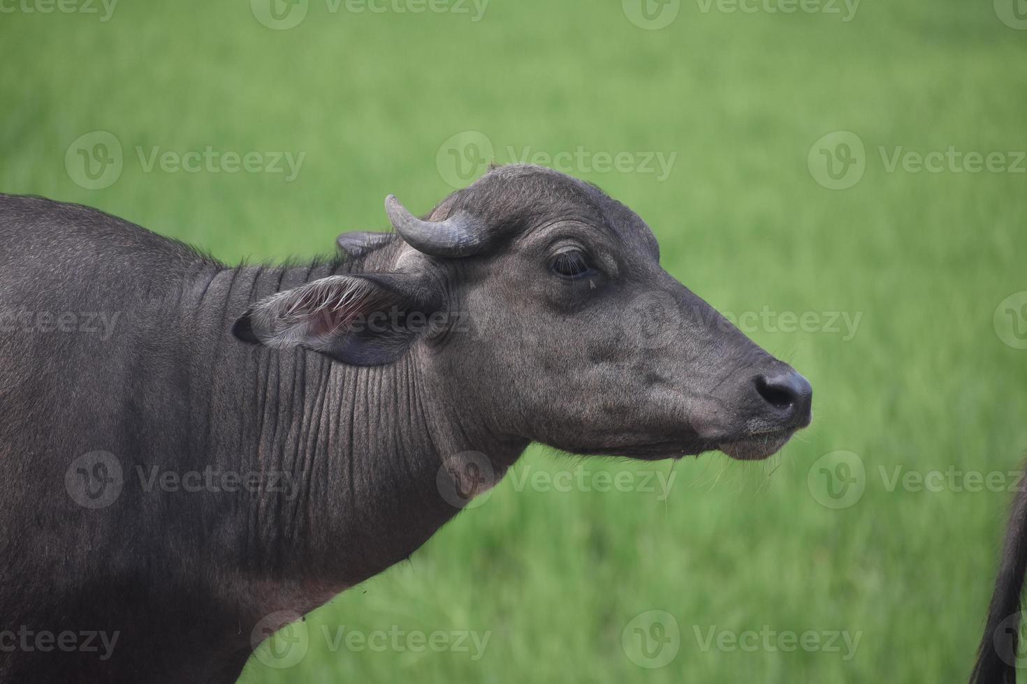 black Buffalo half body with green background photo