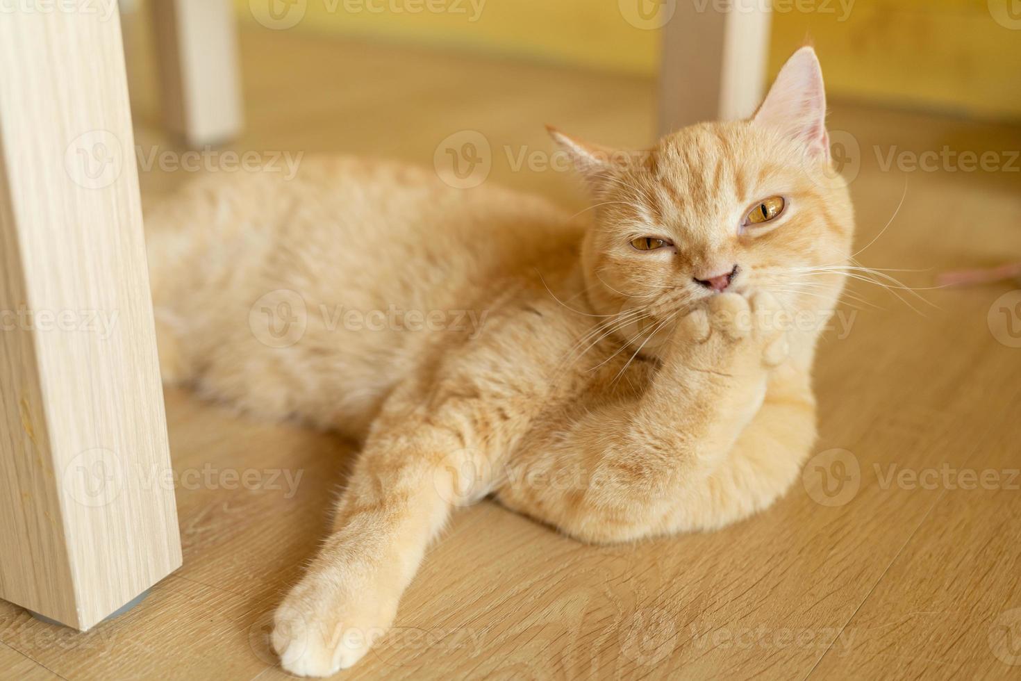 orange cute cat looking around, concept of pets, domestic animals. Close-up portrait of cat sitting down looking around photo