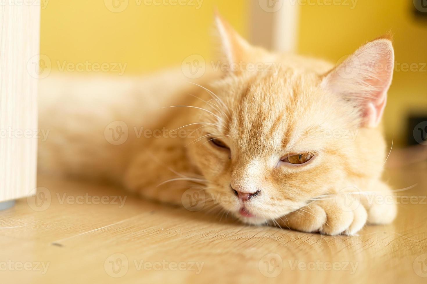cat with his eyes closed. cat lies clasped and closed his eyes photo