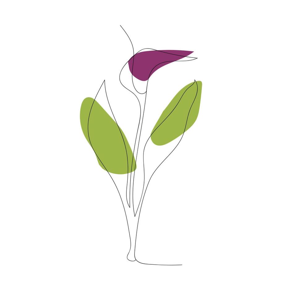 diseño de arte de línea de flor de lirio de cala vector