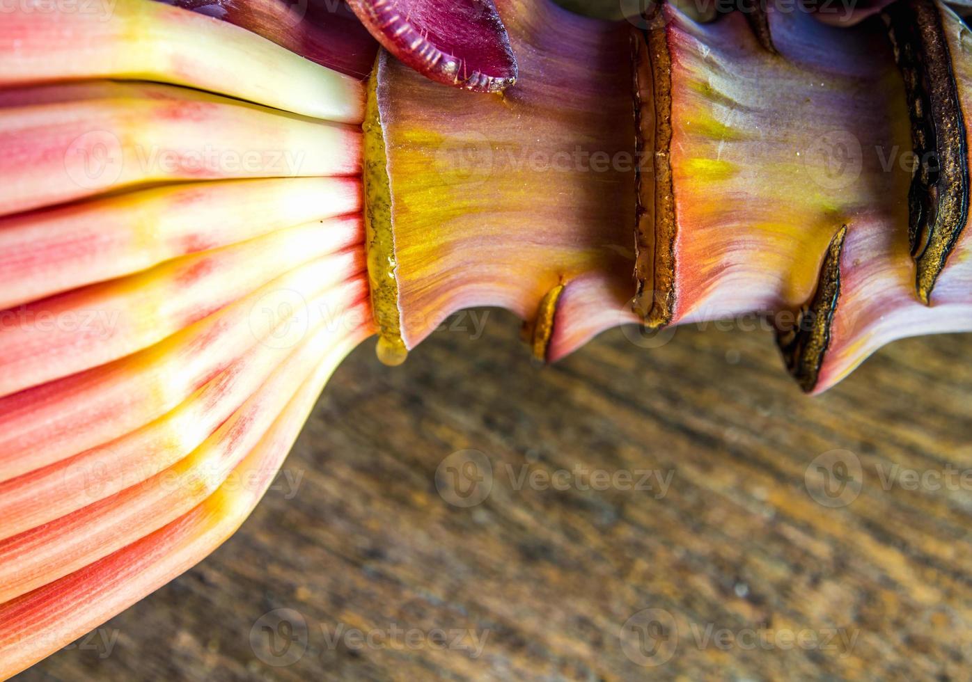 Silver bluggoe banana blossom photo