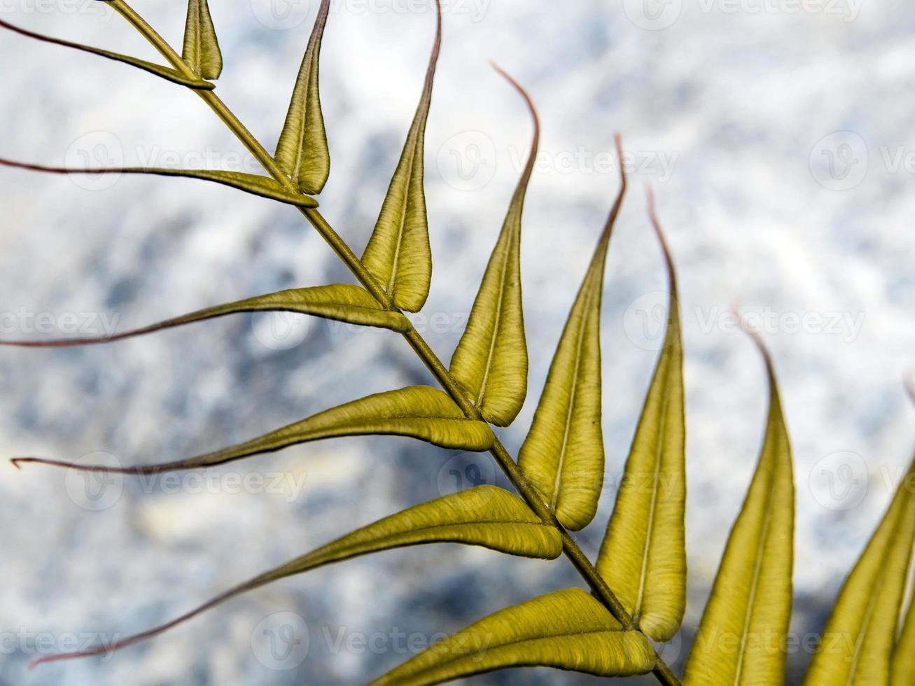 Golden Leaf of Fern on stone background photo