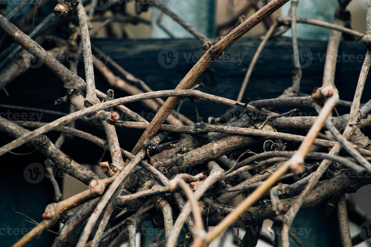 Dry vine branches. Autumn or winter in vineyards. Hedge made of dried twisted twigs. photo