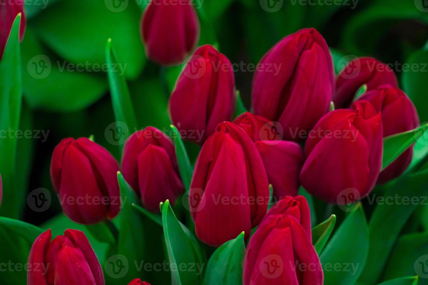 ramo de tulipanes en flor. símbolo de primavera y vacaciones. foto