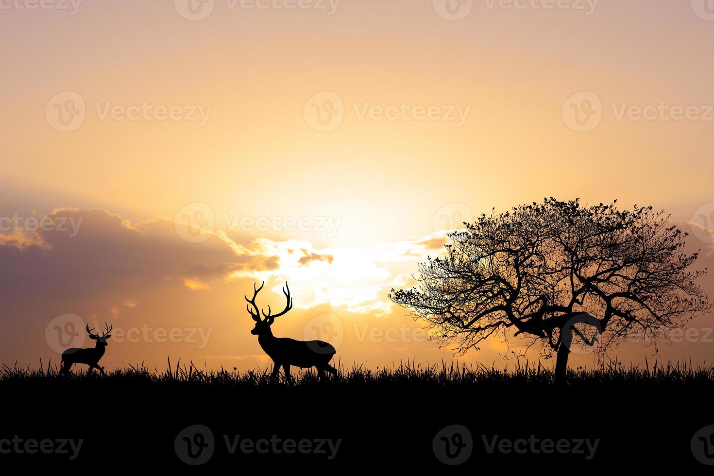 Silhouette for a beautiful evening or morning light background with copyspace for content. photo