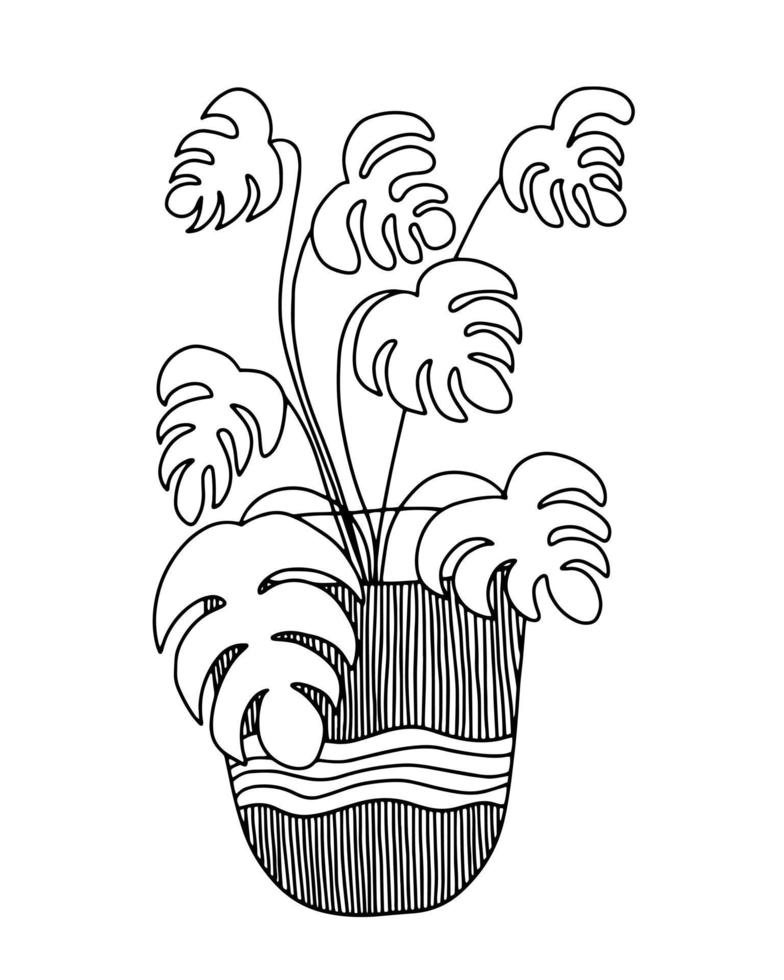 Monstera plant vector doodle illustration