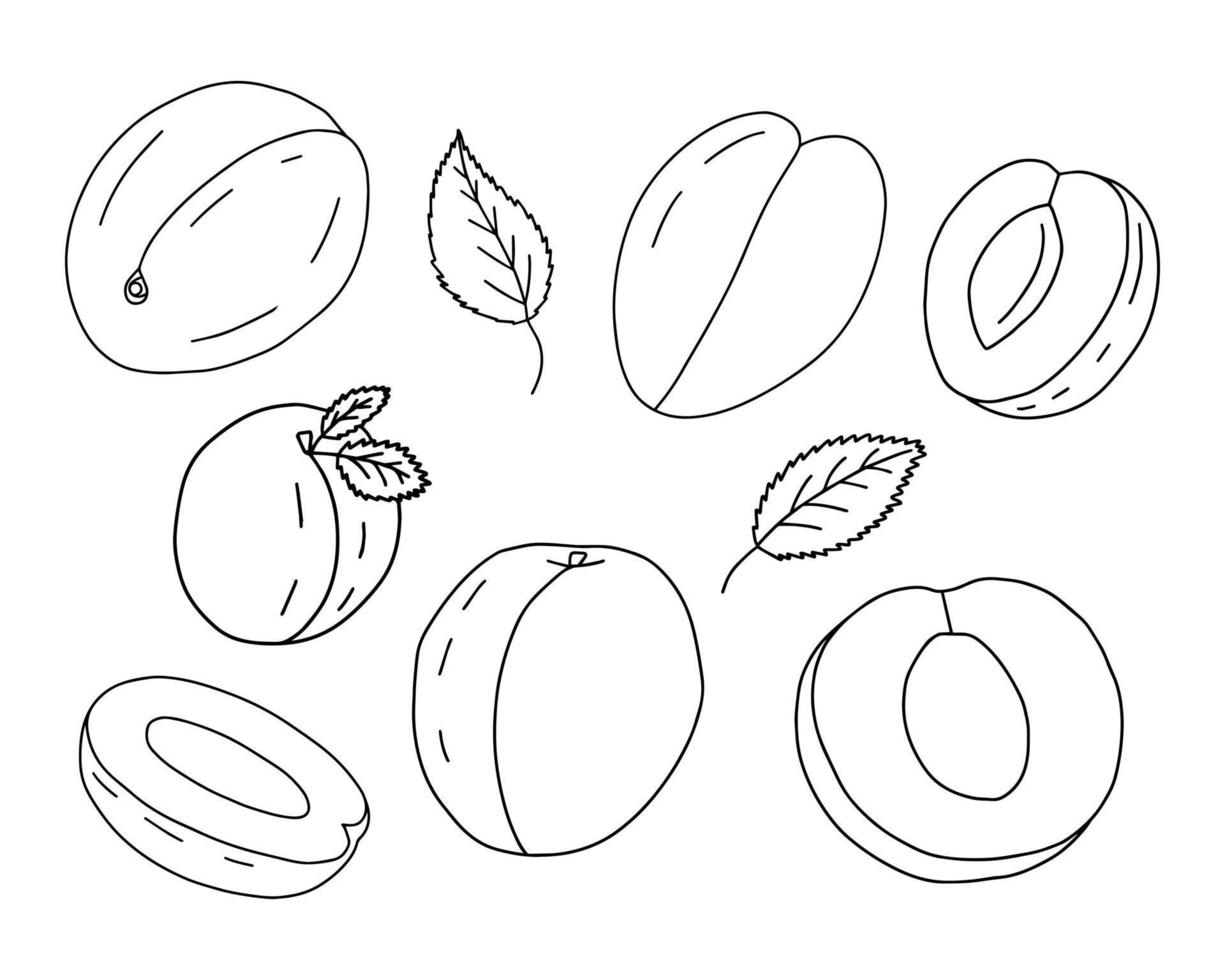Vector doodle apricot set. Hand drawn slice of apricot sketch