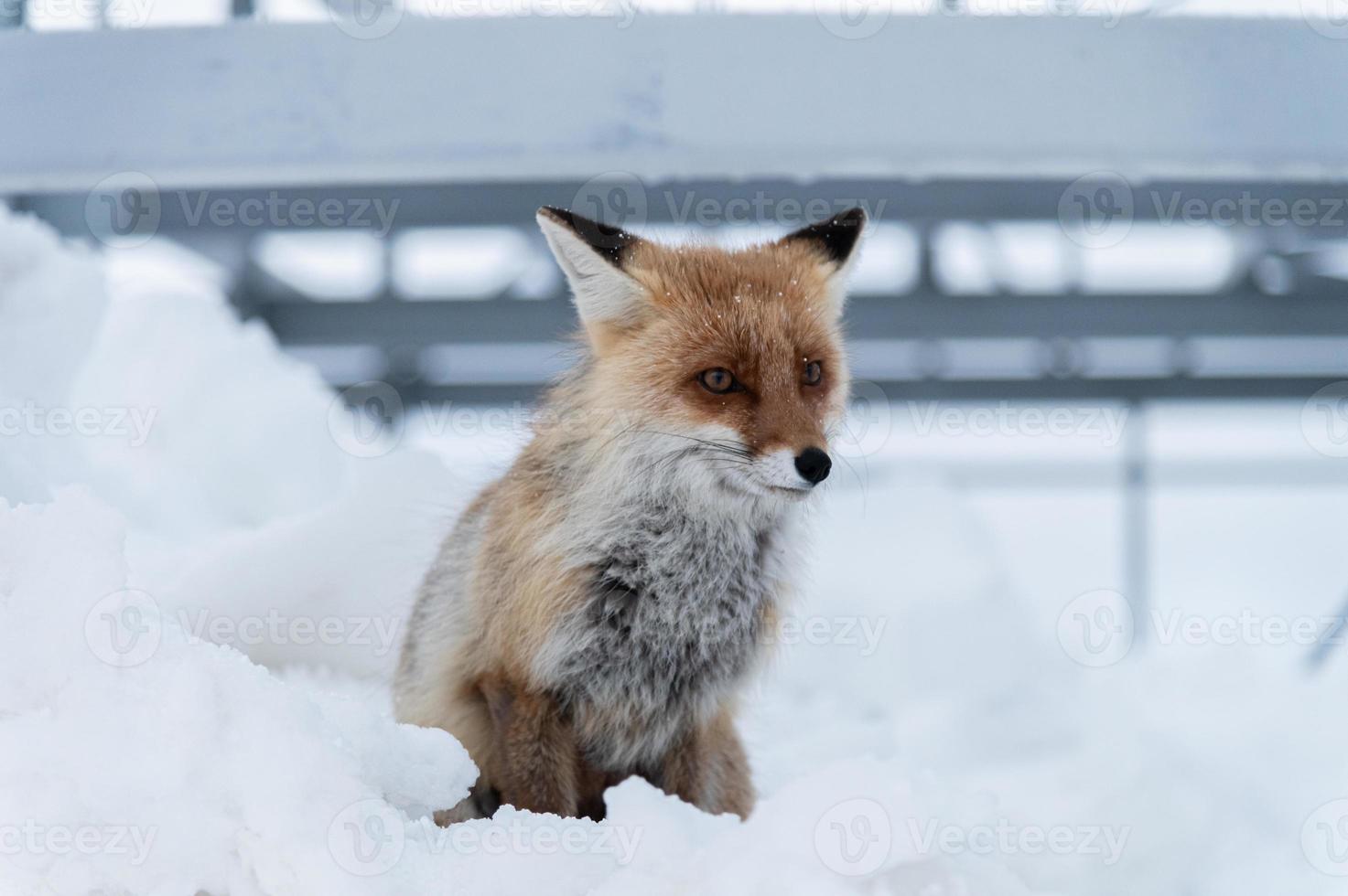 a close-up red fox sits in the snow against a backdrop of metallic structures. The concept of living wild foxes next to humans photo