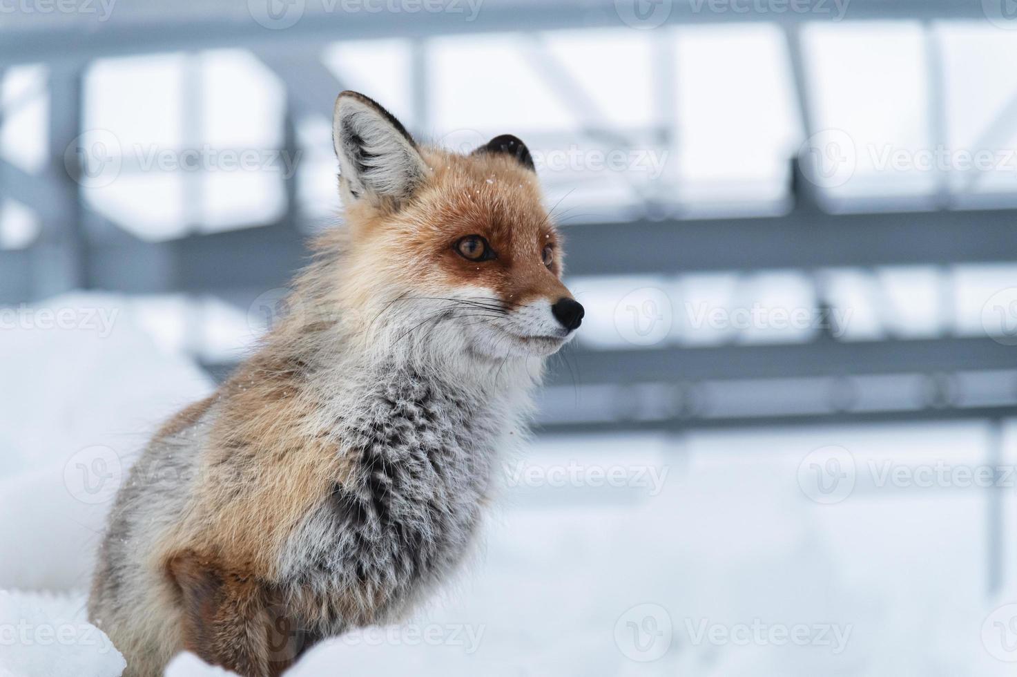 a close-up red fox sits in the snow against a backdrop of metallic structures. The concept of living wild foxes next to humans photo