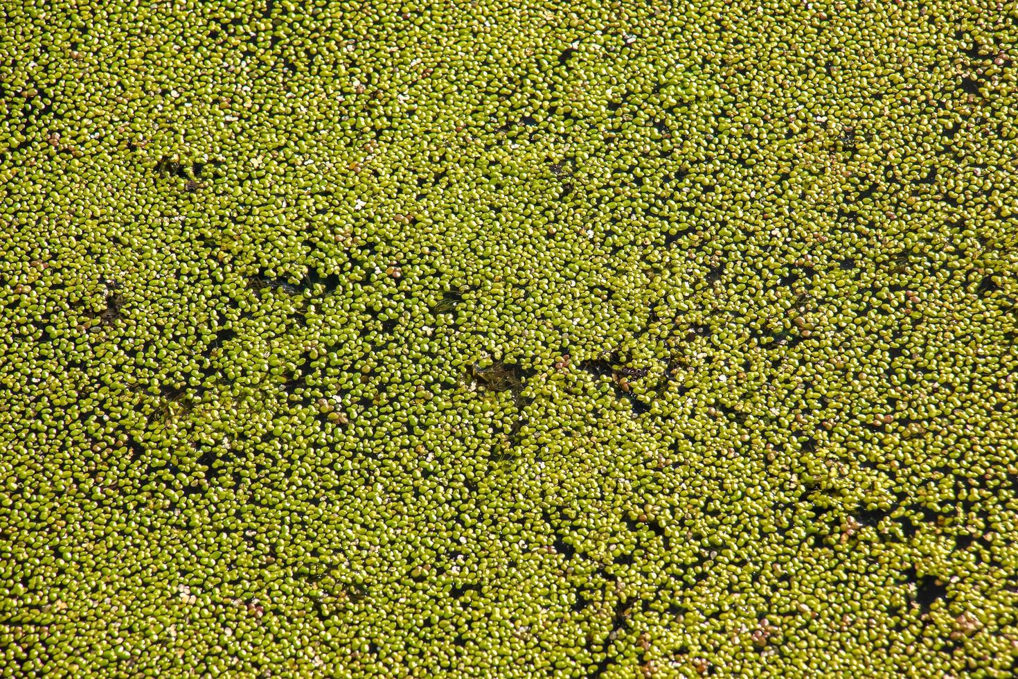 Background with abstract pattern made of aquatic plant Lemna. Green leaves of duckweeds on sunny day photo
