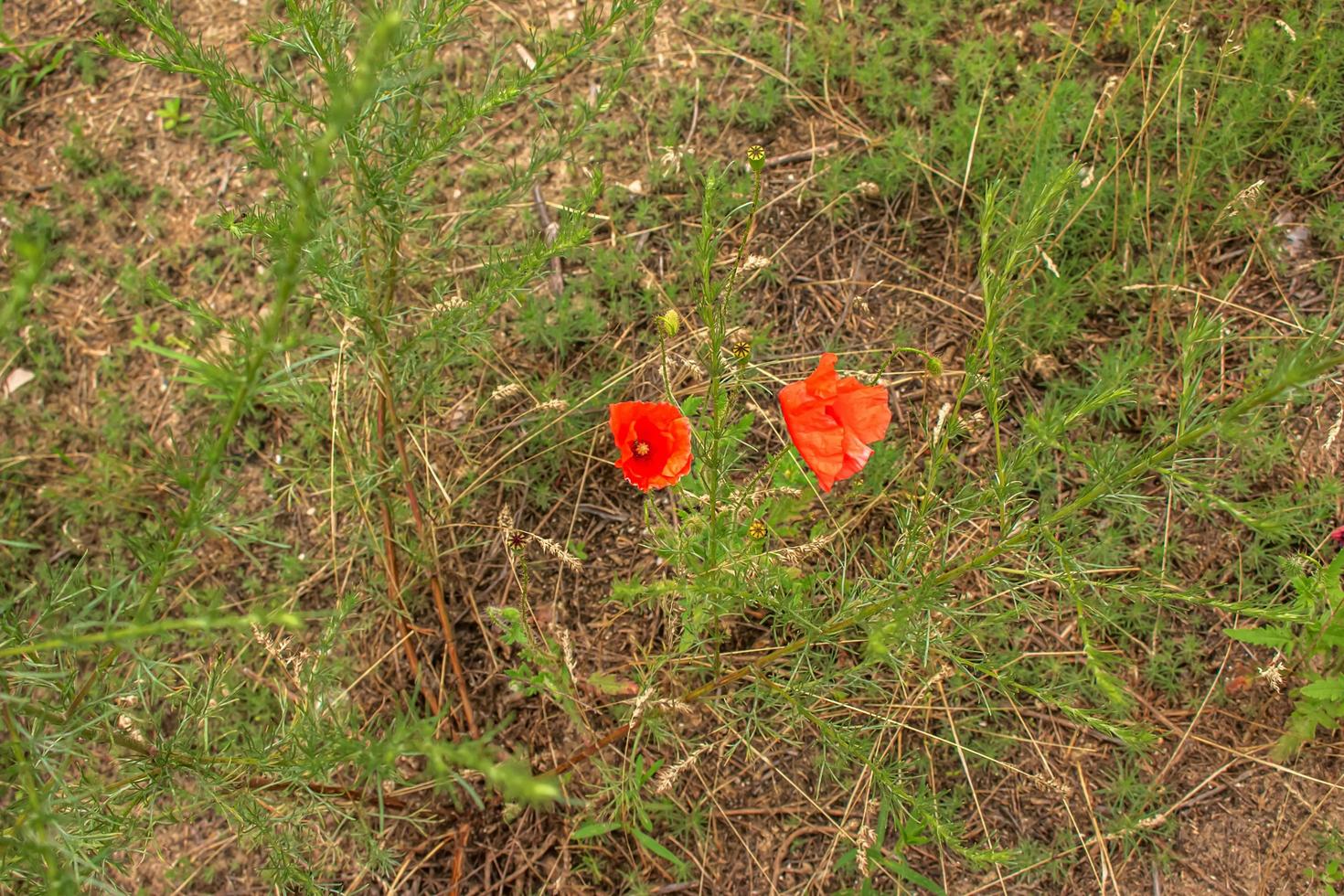 Blooming poppy,Papaver rhoeas L. Also called poppy or corn rose, it is a species of plant from the poppy genus Papaver in the poppy family papaveraceae. photo