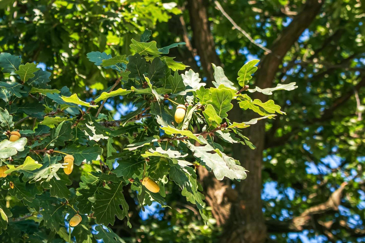 Branch of PEDUNCULATE OAK with acorns in summer. The Latin name for this tree is QUERCUS ROBUR L. photo