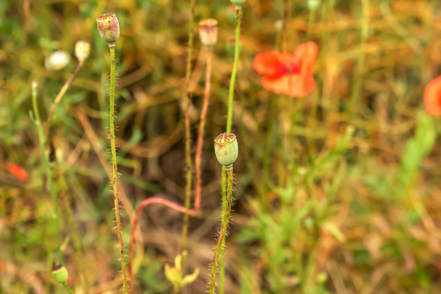 Blooming poppy,Papaver rhoeas L. Also called poppy or corn rose, it is a species of plant from the poppy genus Papaver in the poppy family papaveraceae. photo