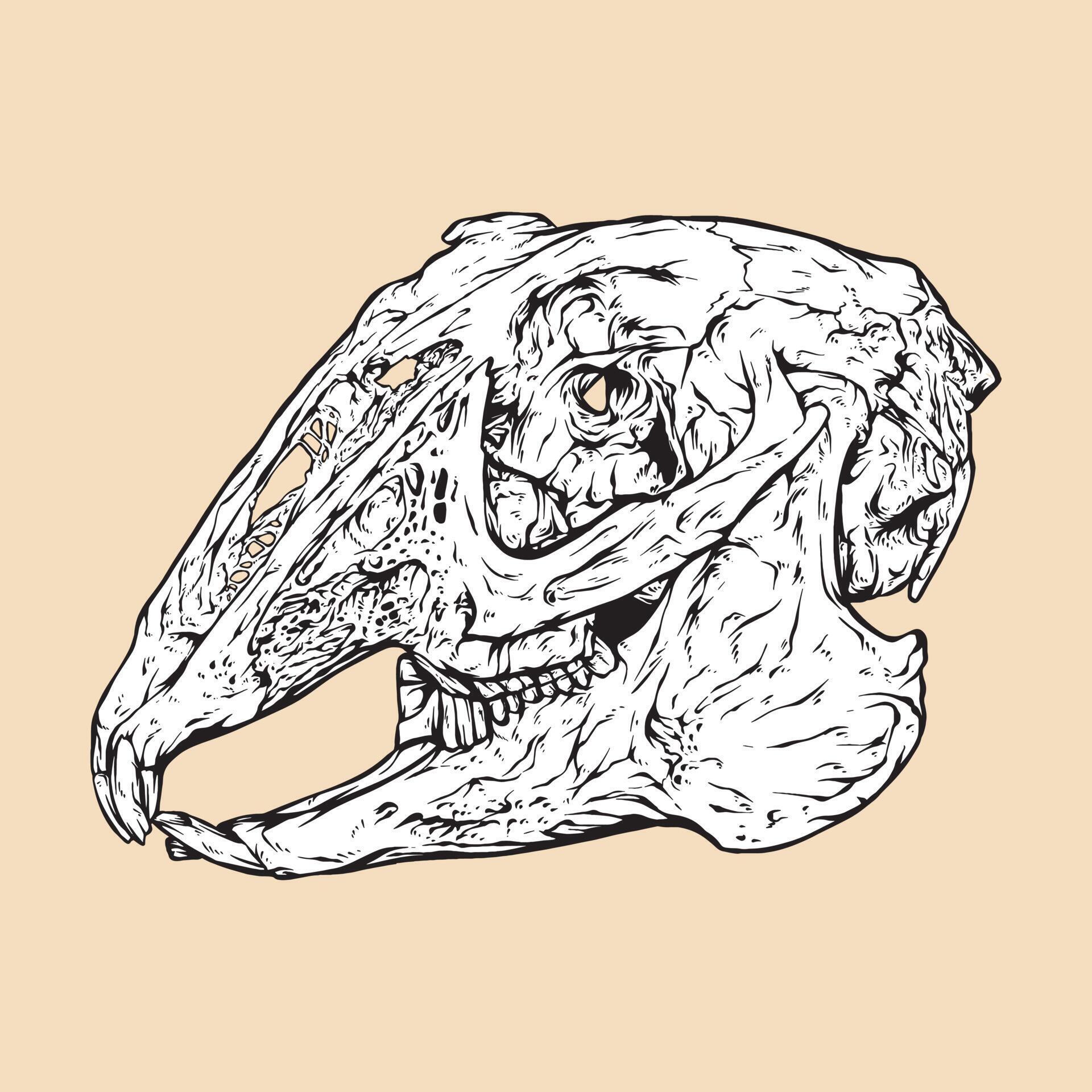 black tailed jackrabbit skull head vector illustration 12352012 Vector