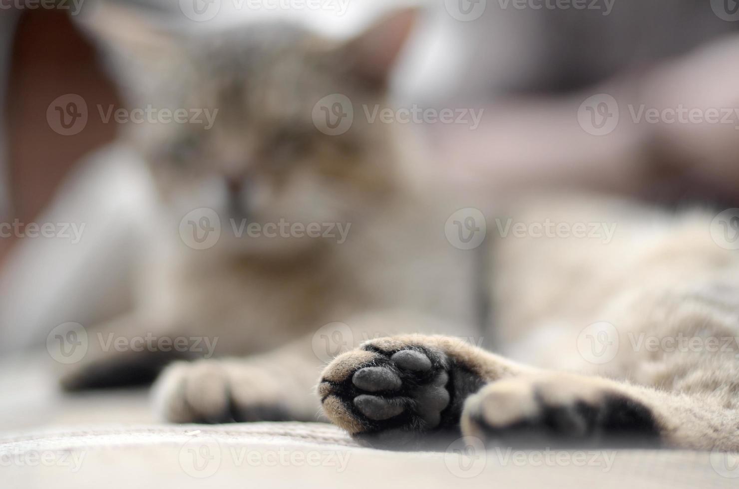 Sad tabby cat lying on a soft sofa outdoors and resting with paw in focus photo