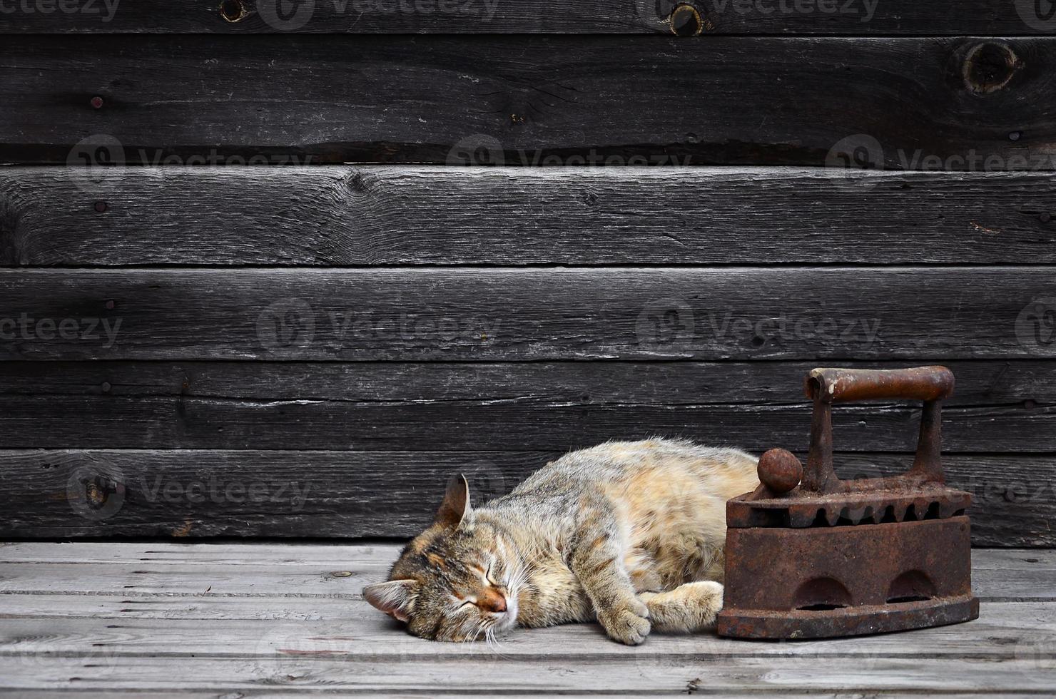 A thick cat is located next to a heavy and rusty old coal iron on a wooden surface photo