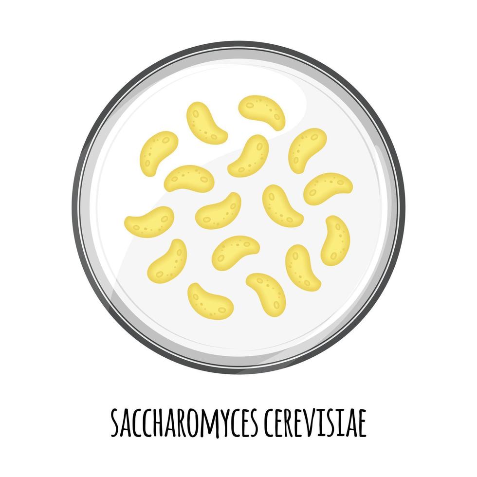 el microbioma humano de saccharomyces cerevisiae en una placa de petri. imagen vectorial bifidobacterias, lactobacilos. bacterias de ácido láctico. ilustración en un estilo plano. vector