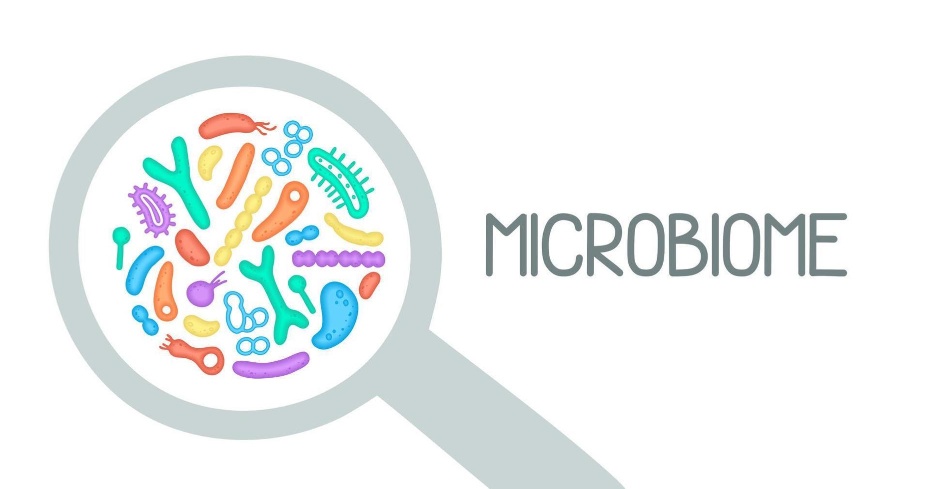 ilustración del microbioma de las bacterias. imagen vectorial gastroenterólogo bifidobacterias, lactobacilos. bacterias de ácido láctico. ilustración en un estilo plano. vector
