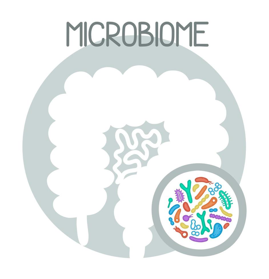 Human microbiome illustration with intestines and bacteria Vector picture. Gastroenterologist. Bifidobacteria, lactobacilli. Lactic acid bacteria.