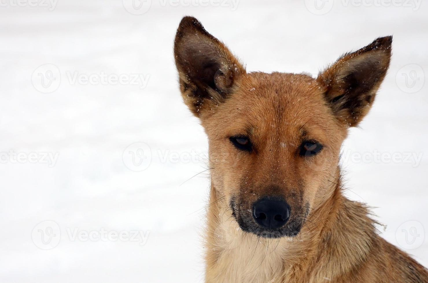 A stray homeless dog. Portrait of a sad orange dog on a snowy background photo