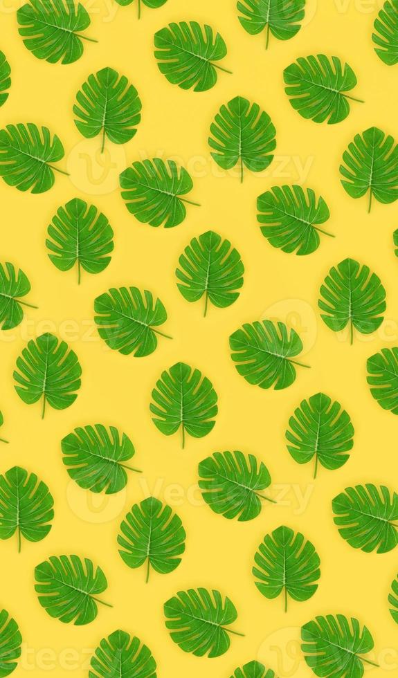 Tropical palm monstera leaves lies on a pastel colored paper. Nature summer concept pattern. Flat lay composition. Top view photo