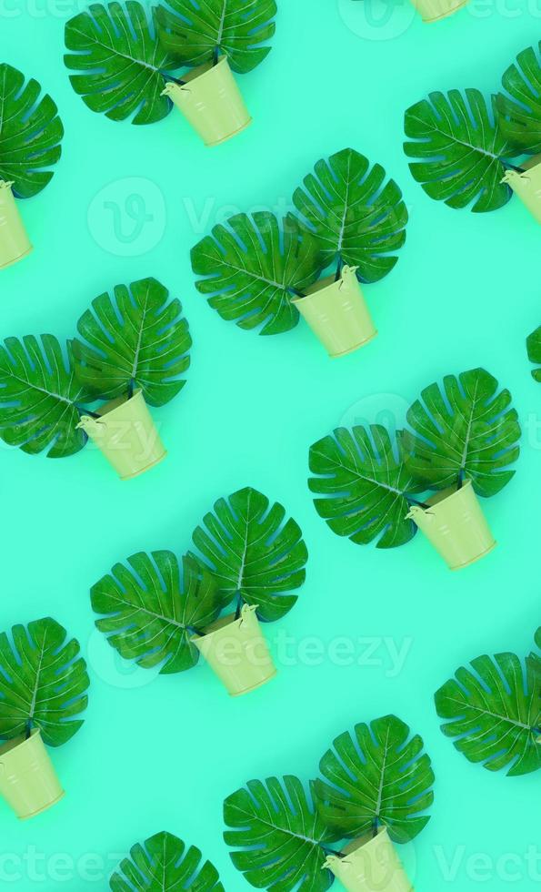 Tropical palm monstera leaves lies in a pastel pails on a colored background. Flat lay trendy minimal pattern. Top view photo