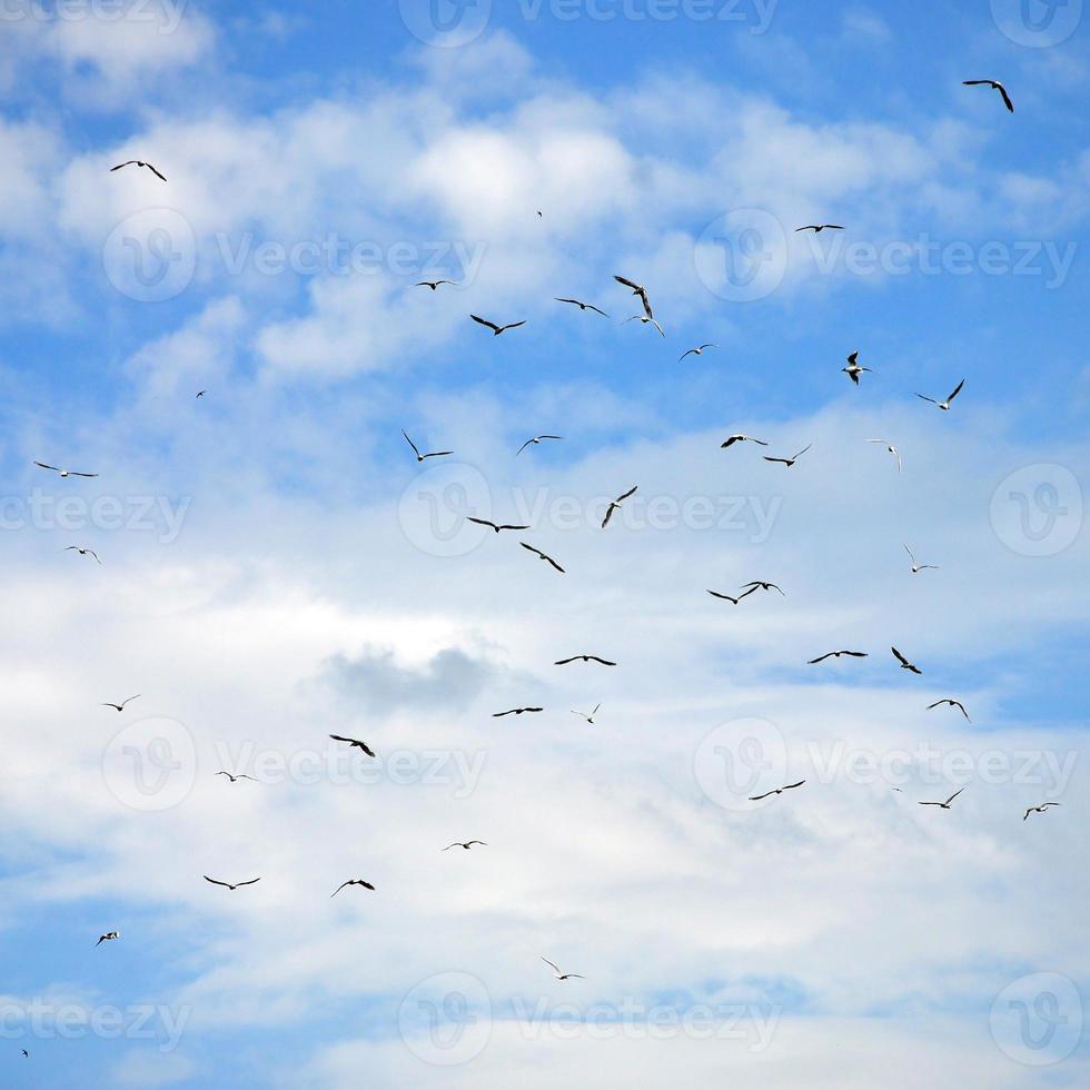 A lot of white gulls fly in the cloudy blue sky photo