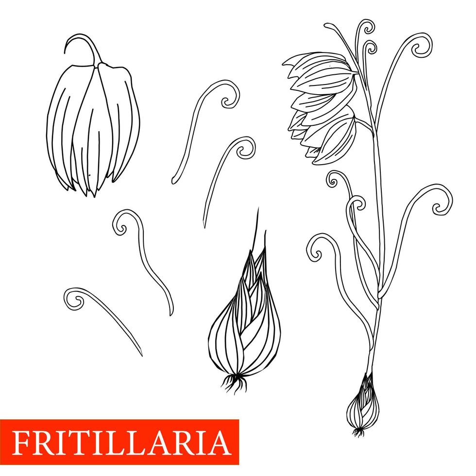 prince flower. Botanical illustration of prince Russian. Medicinal plants. Alternative medicine. bluebell flower on a white background. Vector illustration