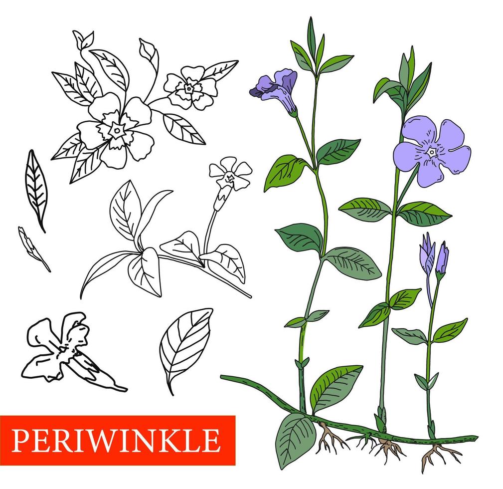 periwinkle. Medicinal plants.periwinkle Field flowers blue flowers. vector