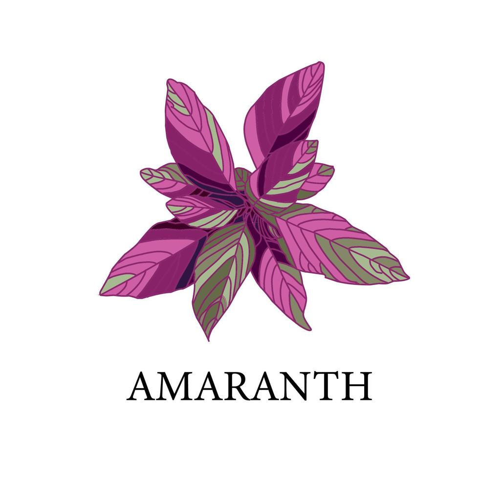 amaranth on a white background. greenhouse plant isolated. vector illustration.