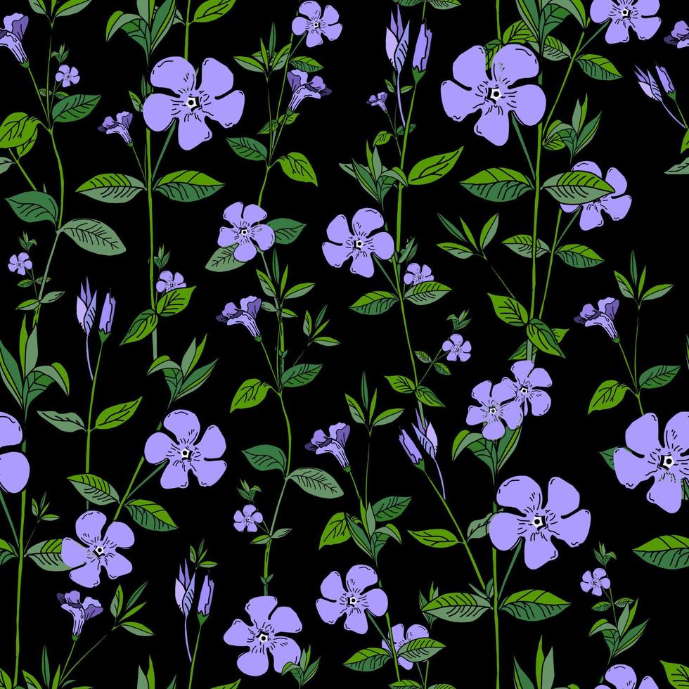 V nca m nor Fritillaria. Medical plants. V nca patter. Wild blue flowers on a black background. vector