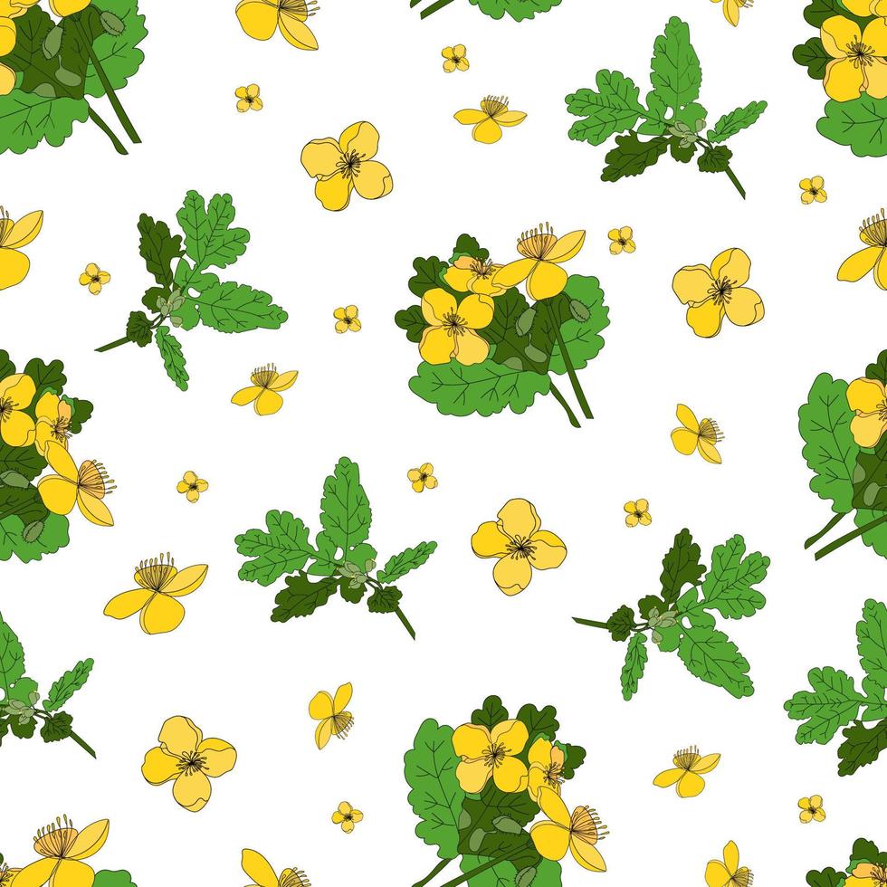 Celandine. Medicinal herbs and flowers. Seamless yellow flowers pattern on a white background. vector