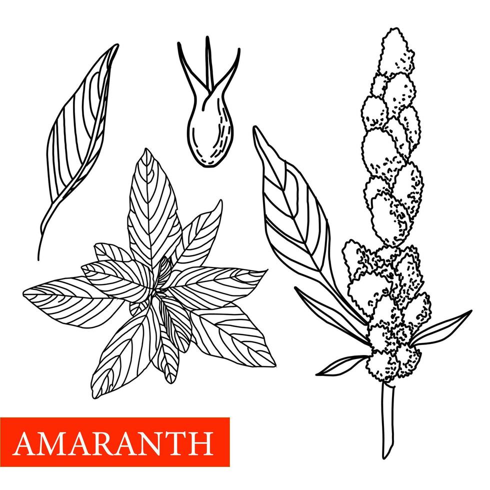 amaranth plant. Vector botanical illustration. Amaranth Medical plants