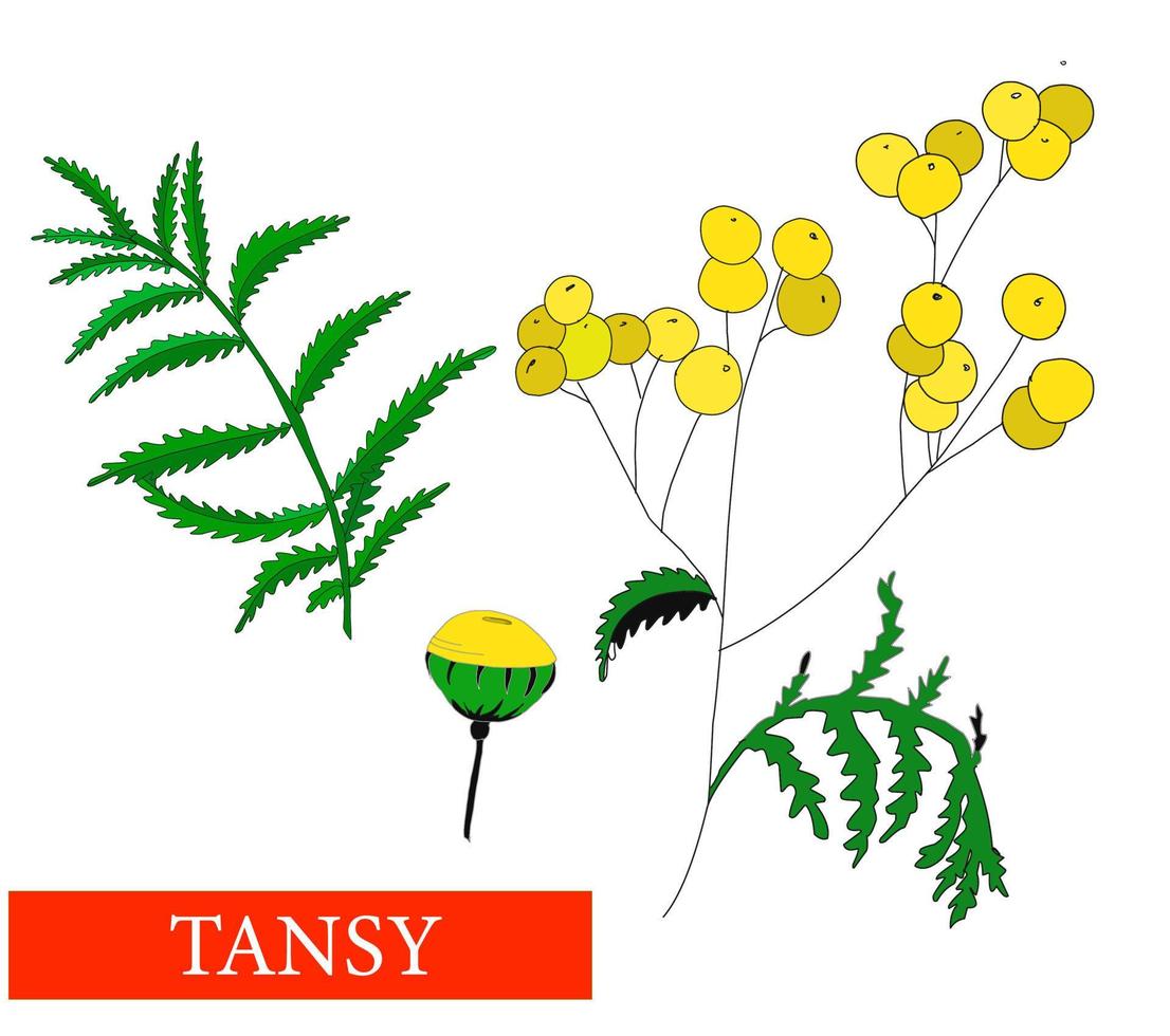 Tansy flower. Medicinal plants. Tansy. Wildflowers. Isolated on white vector illustration